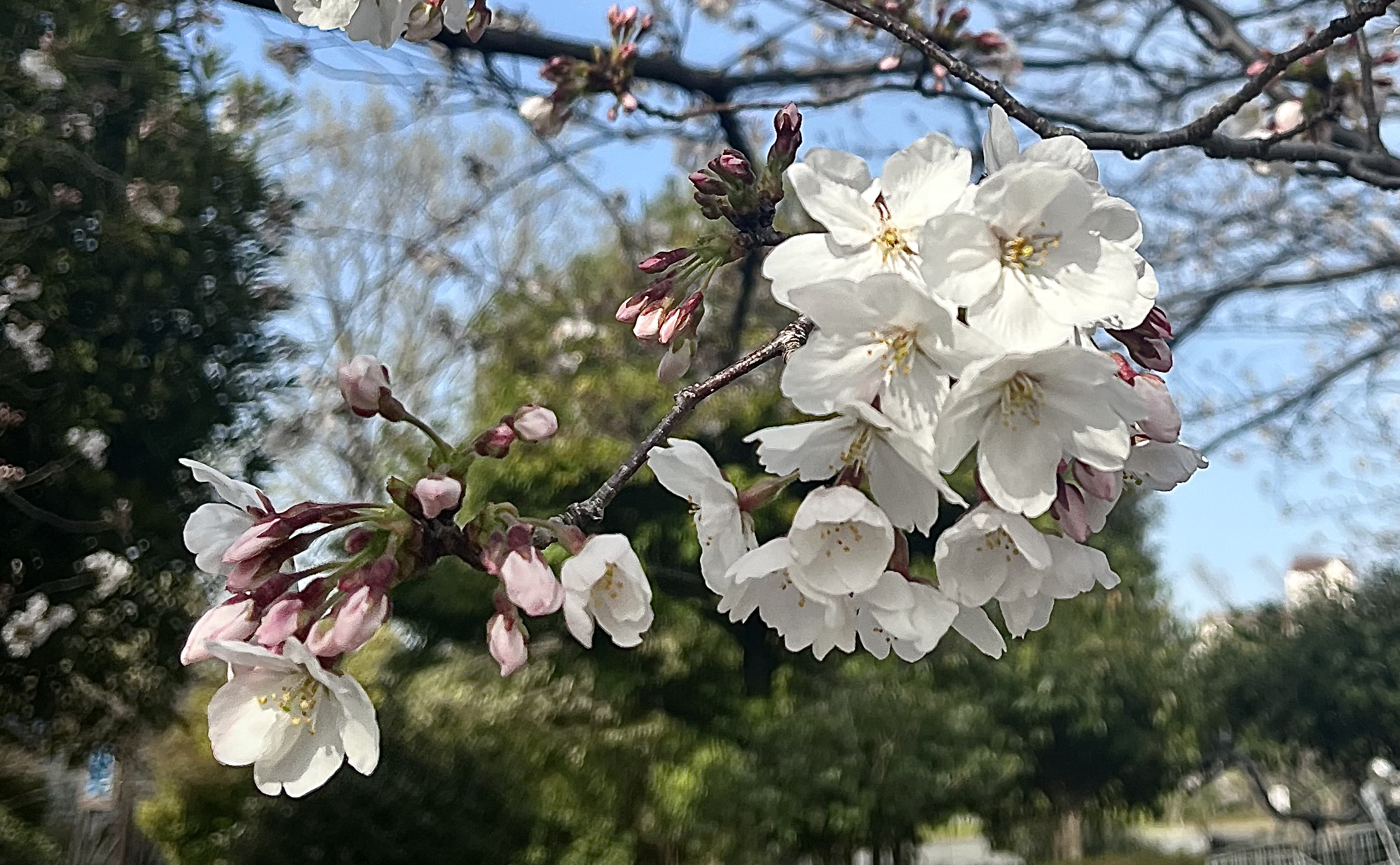 桜